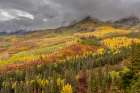 USA-Colorado-Uncompahgre National Forest Autumn-colored forest and rain clouds Art Print